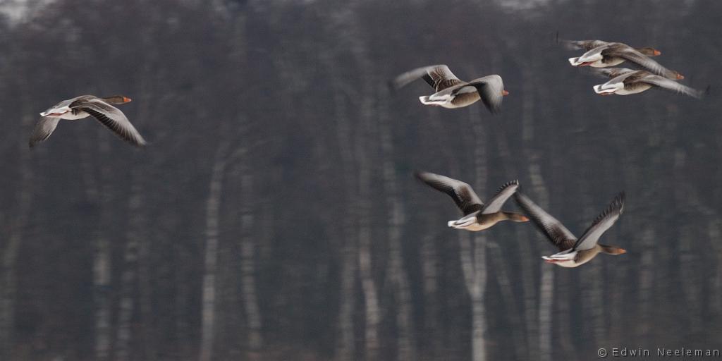 ENE-20100214-0053.jpg - [nl] Grauwe ganzen ( Anser anser ) | Polder Wetering-Oost, Weerribben, Nederland[en] Greylag Geese ( Anser anser ) | Polder Wetering-Oost, Weerribben, the Netherlands